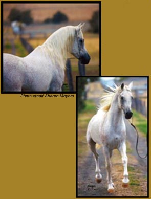 Meadow Magic - Straight Egyptian Stallion